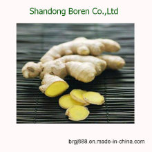 2015 Chinese Hot Sale Fresh Ginger